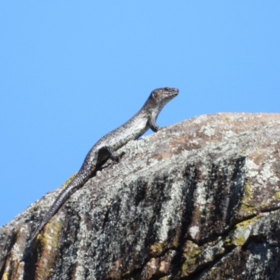 Egernia cunninghami (Cunningham's Skink) at Cooleman Ridge - 22 Mar 2024 by LinePerrins