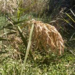Phragmites australis (Common Reed) at Cooma North Ridge Reserve - 24 Mar 2024 by mahargiani
