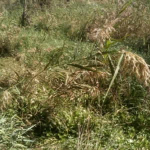 Phragmites australis at Cooma North Ridge Reserve - 24 Mar 2024 02:58 PM