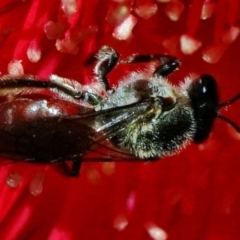 Apiformes (informal group) (Unidentified bee) at Acton, ACT - 21 Mar 2024 by DonTaylor