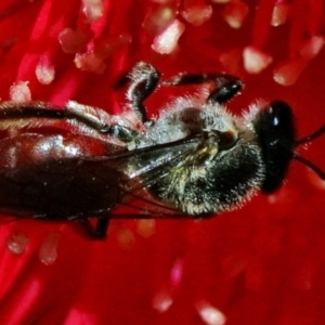 Apiformes (informal group) at ANBG - 21 Mar 2024