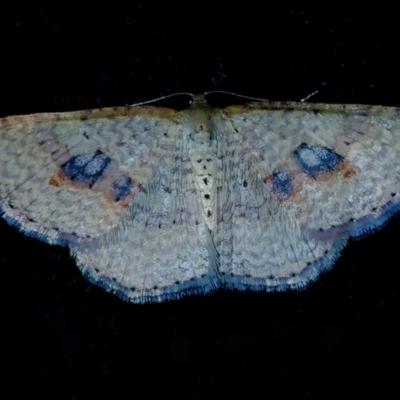 Epicyme rubropunctaria (Red-spotted Delicate) at QPRC LGA - 17 Sep 2011 by WHall