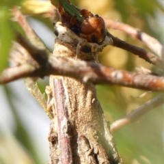 Metura elongatus (Saunders' case moth) at Wingecarribee Local Government Area - 23 Mar 2024 by Curiosity