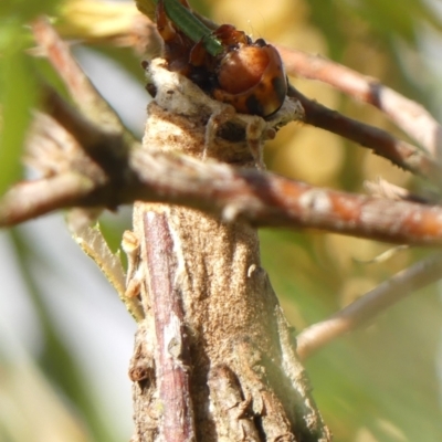 Metura elongatus (Saunders' Case Moth) at Wingecarribee Local Government Area - 24 Mar 2024 by Curiosity