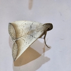 Simplicia armatalis (Crescent Moth) at Lyneham, ACT - 24 Mar 2024 by trevorpreston