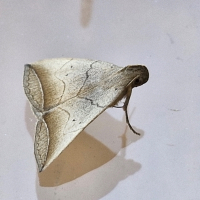 Simplicia armatalis (Crescent Moth) at Sullivans Creek, Lyneham South - 24 Mar 2024 by trevorpreston