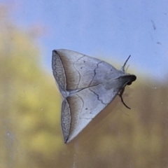 Simplicia armatalis at Sullivans Creek, Lyneham South - 25 Mar 2024