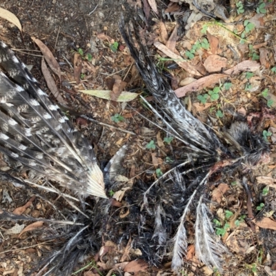 Podargus strigoides (Tawny Frogmouth) at Flea Bog Flat to Emu Creek Corridor - 24 Mar 2024 by JohnGiacon