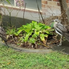 Burhinus grallarius (Bush Stone-curlew) at Kingscliff, NSW - 24 Mar 2024 by shube