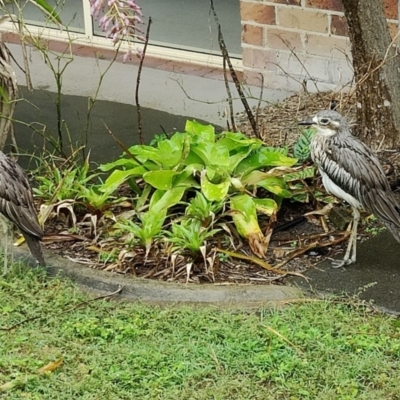 Burhinus grallarius (Bush Stone-curlew) at Kingscliff, NSW - 24 Mar 2024 by shube