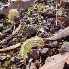 Diplodium truncatum (Little Dumpies, Brittle Greenhood) at Towrang, NSW - 22 Mar 2024 by shube