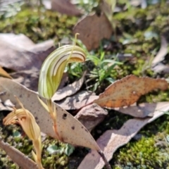 Diplodium truncatum at Towrang, NSW - suppressed