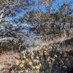 Leucochrysum albicans subsp. albicans (Hoary Sunray) at Alpine National Park - 23 Mar 2024 by HelenCross