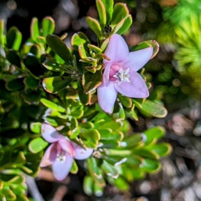 Crowea exalata (Crowea) at Alpine National Park - 23 Mar 2024 by HelenCross