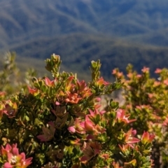 Crowea exalata (Crowea) at Alpine National Park - 23 Mar 2024 by HelenCross