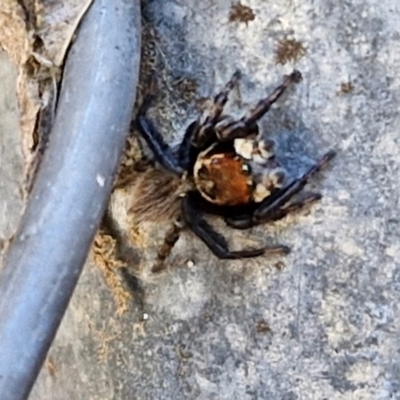 Maratus griseus (Jumping spider) at Lyneham, ACT - 25 Mar 2024 by trevorpreston