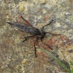 Unidentified Robber fly (Asilidae) at West Hobart, TAS - 15 Dec 2023 by VanessaC
