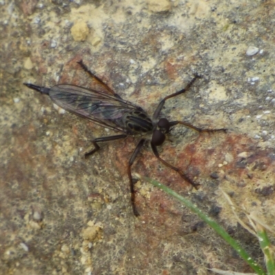 Unidentified Robber fly (Asilidae) at West Hobart, TAS - 15 Dec 2023 by VanessaC