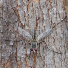 Unidentified Bristle Fly (Tachinidae) at West Hobart, TAS - 24 Nov 2023 by VanessaC