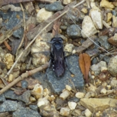 Unidentified True fly (Diptera) at West Hobart, TAS - 11 Nov 2023 by VanessaC