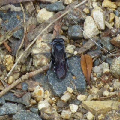 Apocrita (suborder) at West Hobart, TAS - 11 Nov 2023 by VanessaC