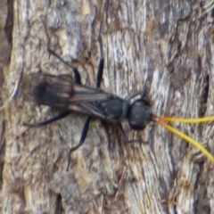 Unidentified Insect at West Hobart, TAS - 24 Dec 2023 by VanessaC