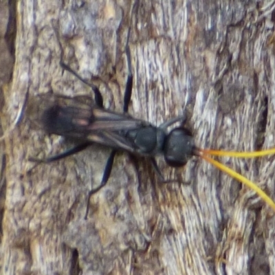 Apocrita (suborder) at West Hobart, TAS - 24 Dec 2023 by VanessaC