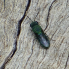 Chrysididae (family) (Cuckoo wasp or Emerald wasp) at West Hobart, TAS - 24 Dec 2023 by VanessaC