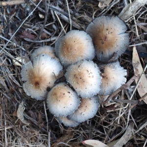 Coprinellus truncorum at Macquarie, ACT - 22 Feb 2024