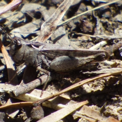 Unidentified Grasshopper, Cricket or Katydid (Orthoptera) at West Hobart, TAS - 14 Jan 2024 by VanessaC