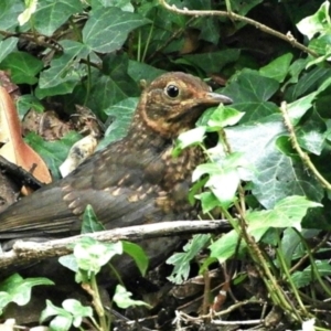 Turdus merula at Goulburn, NSW - 23 Mar 2024