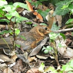 Turdus merula at Goulburn, NSW - 23 Mar 2024