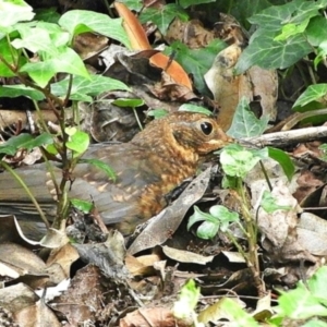 Turdus merula at Goulburn, NSW - 23 Mar 2024