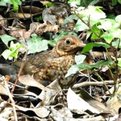 Turdus merula at Goulburn, NSW - 23 Mar 2024 01:36 PM