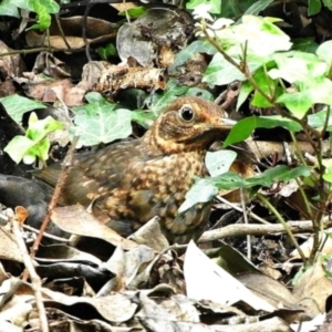 Turdus merula at Goulburn, NSW - 23 Mar 2024