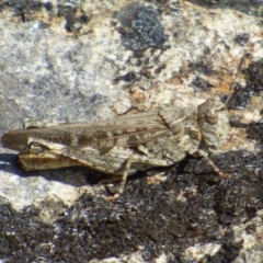 Gastrimargus musicus (Yellow-winged Locust or Grasshopper) at West Hobart, TAS - 9 Feb 2024 by VanessaC