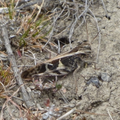 Unidentified Grasshopper, Cricket or Katydid (Orthoptera) at West Hobart, TAS - 21 Feb 2024 by VanessaC
