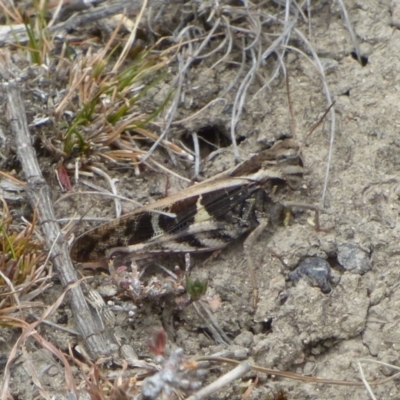 Gastrimargus musicus (Yellow-winged Locust or Grasshopper) at West Hobart, TAS - 21 Feb 2024 by VanessaC