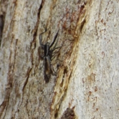 Salticidae (family) (Jumping spider) at West Hobart, TAS - 28 Jan 2024 by VanessaC