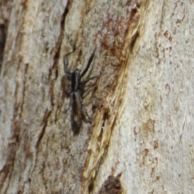 Salticidae (family) (Jumping spider) at West Hobart, TAS - 28 Jan 2024 by VanessaC