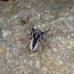 Jotus sp. (genus) at West Hobart, TAS - 28 Nov 2023 by VanessaC