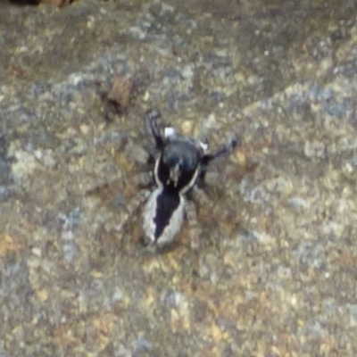 Unidentified Jumping or peacock spider (Salticidae) at West Hobart, TAS - 28 Nov 2023 by VanessaC