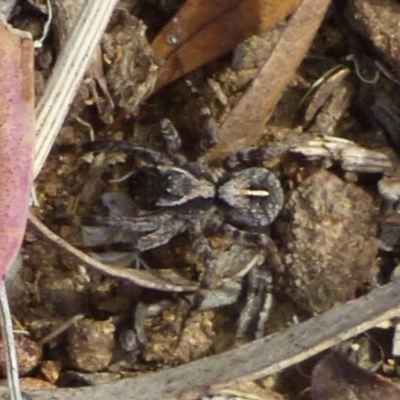 Unidentified Spider (Araneae) at West Hobart, TAS - 15 Dec 2023 by VanessaC