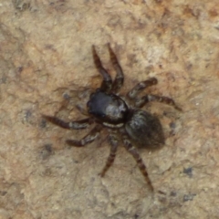 Unidentified Spider (Araneae) at West Hobart, TAS - 20 Dec 2023 by VanessaC