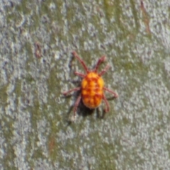 Unidentified Insect at West Hobart, TAS - 21 Dec 2023 by VanessaC