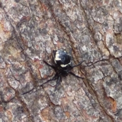 Euryopis splendens (Splendid tick spider) at West Hobart, TAS - 22 Dec 2023 by VanessaC