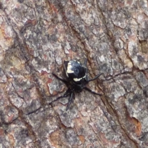 Euryopis splendens at West Hobart, TAS - 22 Dec 2023 03:33 PM
