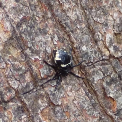 Unidentified Insect at West Hobart, TAS - 22 Dec 2023 by VanessaC