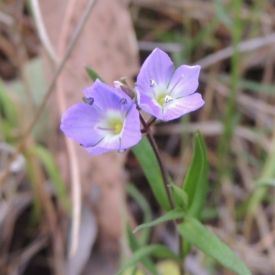 Veronica gracilis (Slender Speedwell) at Bonner, ACT - 4 Nov 2023 by michaelb