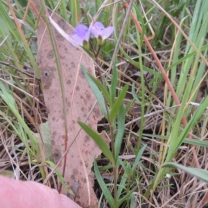 Veronica gracilis at Mulligans Flat - 4 Nov 2023